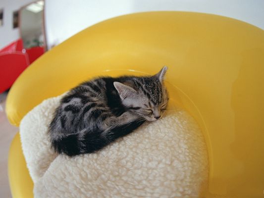 Baby Pussy Cat Picture, Cute Kitten Sleeping on White Cushion