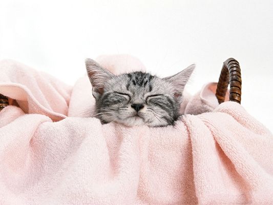 click to free download the wallpaper--Baby Pussy Cat Picture, Kept in Basket, White Cloth, Comfortable and Sound Sleep