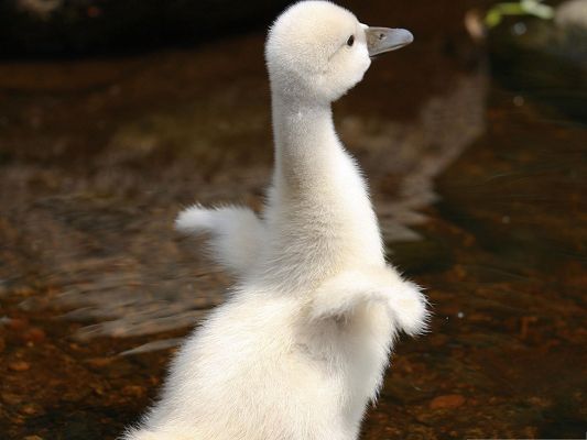 click to free download the wallpaper--Baby Swan Picture, Playing by River, Purely White Fur, Do You Want to Fly?
