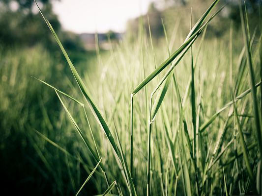 click to free download the wallpaper--Background Wallpaper for Computer, Grass Stems Close Up, Green and Impressive