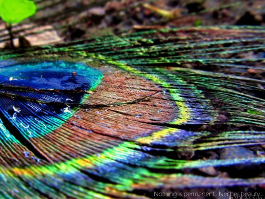 click to free download the wallpaper--Background Wide Wallpaper - Fallen Feather, Colorful and Impressive