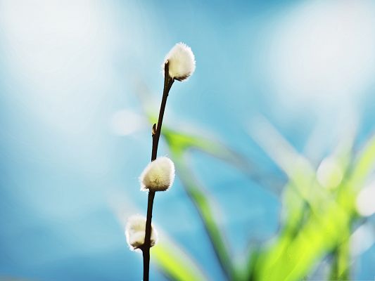 click to free download the wallpaper--Background for Computer Desktops, Willow Buds, Fresh and New Scene