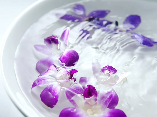 click to free download the wallpaper--Bathroom Charm Image, Purple and Blue Flowers in Bathing Water, Good Smell
