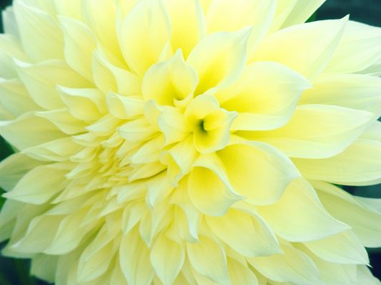 click to free download the wallpaper--Beaming Flowers Picture, Beautiful Flower in Bloom, Light-Colored Petals