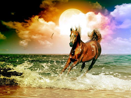 click to free download the wallpaper--Beautiful Animals Image, Horse on a Beach, in Rush, Strong and Imposing