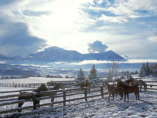 click to free download the wallpaper--Beautiful Animals Landscape, a Group of Horses in the Snow, the Blue Sky, Not Cold At All