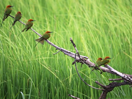 click to free download the wallpaper--Beautiful Birds Photography, Little Birds in Pairs, Green Grass Around