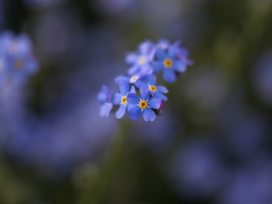 click to free download the wallpaper--Beautiful Blue Flowers, Little Flowers in Bloom, Shall be Deeply Impressive