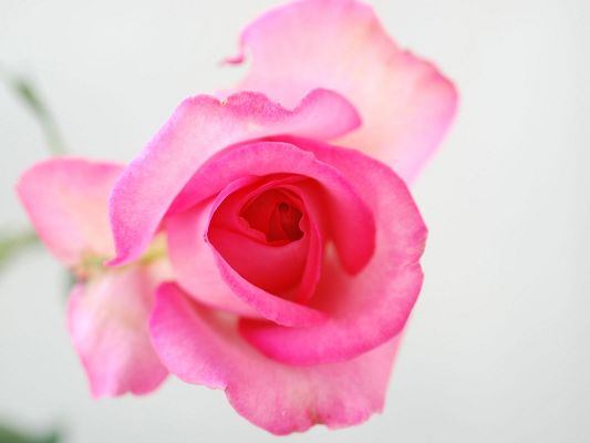 click to free download the wallpaper--Beautiful Flower Images, a Pink Rose in Bloom, White Background, Incredible Look