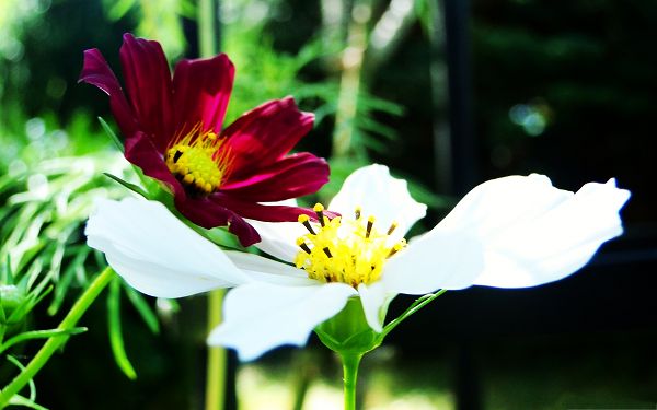 click to free download the wallpaper--Beautiful Flower Pictures, White and Red Flower Close, About to Kiss?