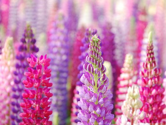 click to free download the wallpaper--Beautiful Flowers Image, Pink And Purple Lupin Flowers, Impressive Look