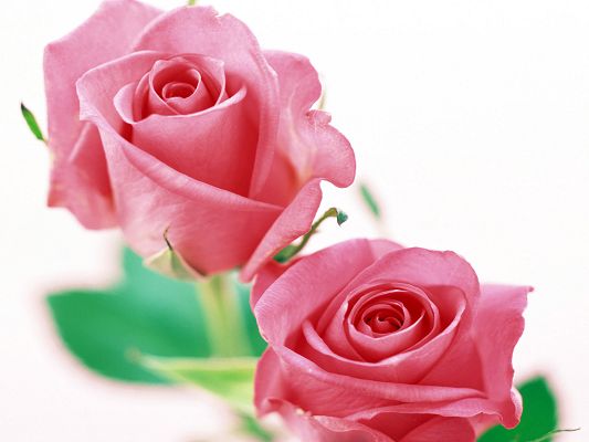 click to free download the wallpaper--Beautiful Flowers Image, Pink Roses on White Background, Romantic and Fresh Love