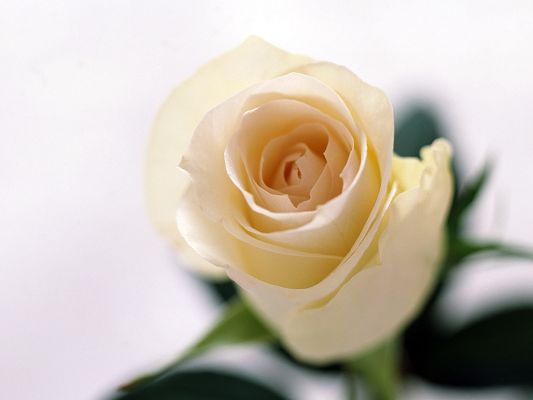 click to free download the wallpaper--Beautiful Flowers Image, a Yellow Rose in Bloom, Something Better is Yet to Come