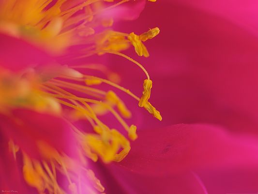 click to free download the wallpaper--Beautiful Flowers Picture, Pink Blooming Flower and Yellow Stamen