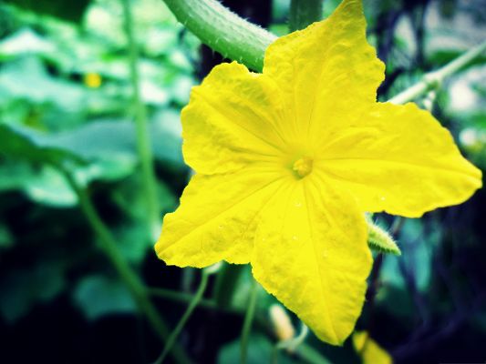 click to free download the wallpaper--Beautiful Flowers Picture, Yellow Flower in Bloom, Deeply Impressive
