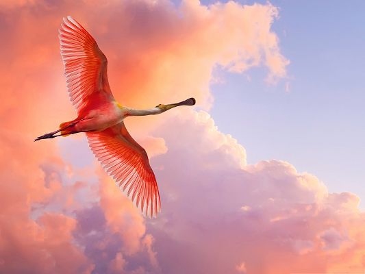 click to free download the wallpaper--Beautiful Flying Bird, Red Stretched Wings, Big and Perfect Body, the Best Decoration