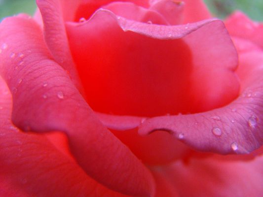 click to free download the wallpaper--Beautiful Image Landscape, a Red Rose in Smile, Waterdrops All Over the Petals
