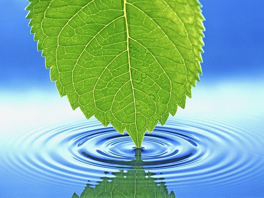 click to free download the wallpaper--Beautiful Image of Landscape, a Green Leaf Touching Water, Ripples Generated