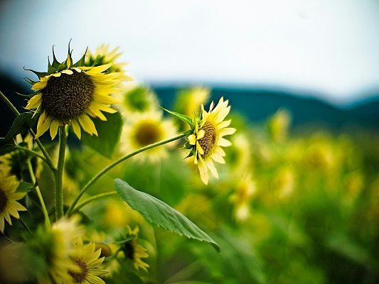click to free download the wallpaper--Beautiful Image of Natural Landscape, Blooming Sunflowers, Mere Faraway Scene, Be Optimistic 