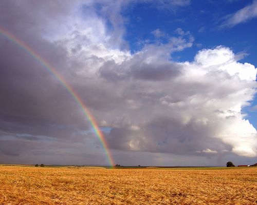 click to free download the wallpaper--Beautiful Image of Natural Landscape, Rainbow over Field, Impressive Scene