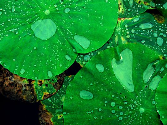 click to free download the wallpaper--Beautiful Image of Nature Landscape, Green Lotus, Waterdrops All Around, Great Look