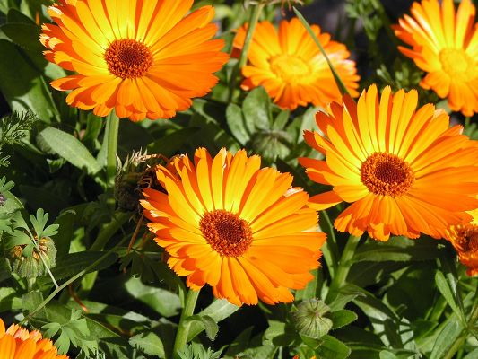 click to free download the wallpaper--Beautiful Image of Nature Landscape, Orange Flowers in Bloom, Green Leaves, Smile and Be Happy