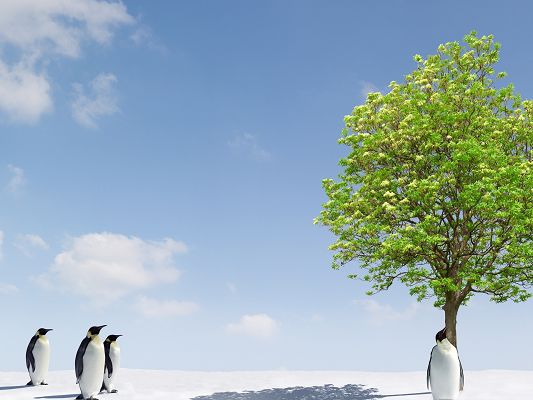 click to free download the wallpaper--Beautiful Image of Nature Landscape, Penguins Around a Green Tree, a Rarely Seen Scene