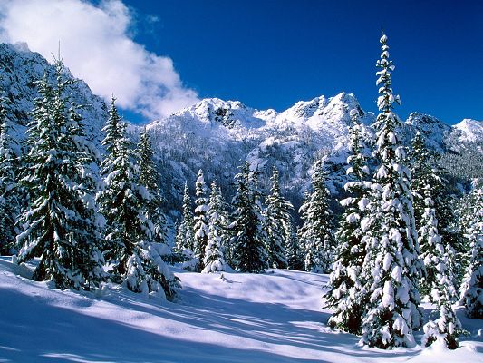 click to free download the wallpaper--Beautiful Image of Nature Landscape, Quiet Winter, Snow-Covered Trees, the Blue Sky