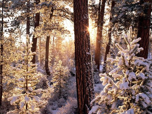 click to free download the wallpaper--Beautiful Image of Nature Landscape, Snow-Capped Forest, Sunlight Breaking in