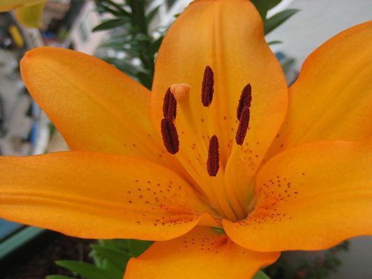 click to free download the wallpaper--Beautiful Image with Flowers, Orange Lilly in Bloom, Fresh and Impressive Scene