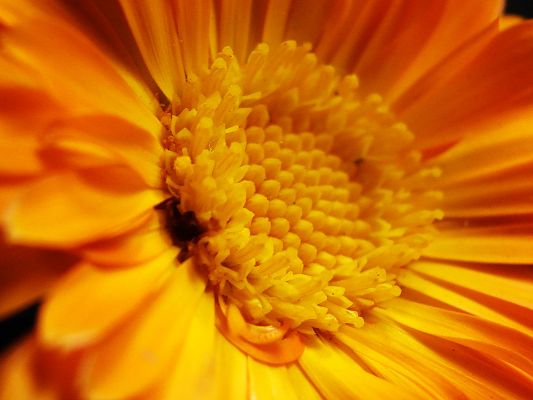click to free download the wallpaper--Beautiful Image with Flowers, the Orange Flower in Bloom, Petals Fully Stretched