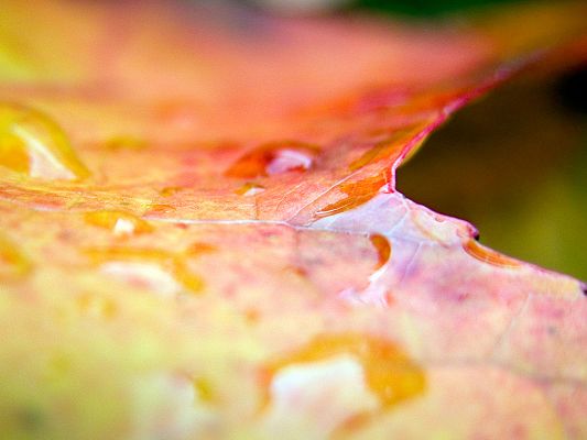 click to free download the wallpaper--Beautiful Images of Landscape, Waterdrops on the Leaf, Generating Great Effects