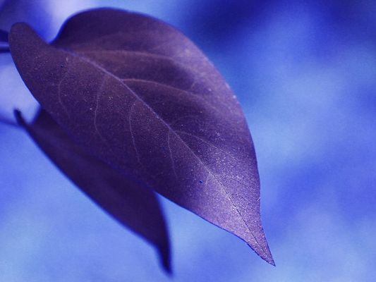 click to free download the wallpaper--Beautiful Images of Landscape, a Big Purple Leaf Under the Blue Sky, Looking Great