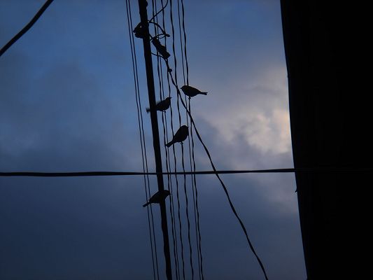 click to free download the wallpaper--Beautiful Images of Landscape, a Group of Birds Standing on a Line, the Blue Sky 