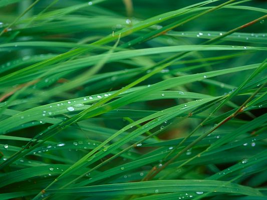 click to free download the wallpaper--Beautiful Images of Natural Landscape, Green Grass with Waterdrops, Incredible Scene