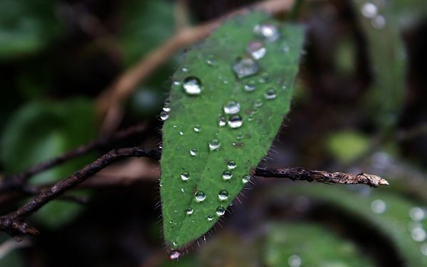 click to free download the wallpaper--Beautiful Images of Natural Scene, Clear Waterdrops on Green Plants, Morning Scene