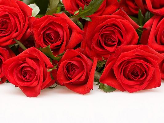click to free download the wallpaper--Beautiful Images of Nature Landscape, a Bouquet of Red Roses, Fresh and Clean, Romantic Love