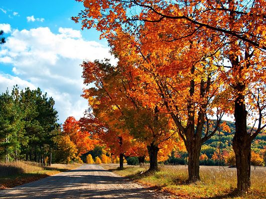 click to free download the wallpaper--Beautiful Images of Nature, Yellow to Red Leaves Alongside a Narrow Road, is Impressive Scene