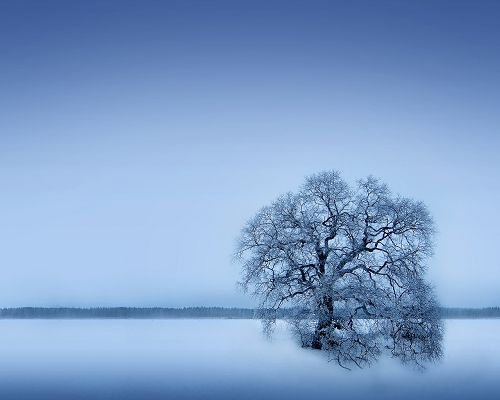 click to free download the wallpaper--Beautiful Landscape Photos, a Tall Tree in Stand, Thick Snow Everywhere, Dusk Scene