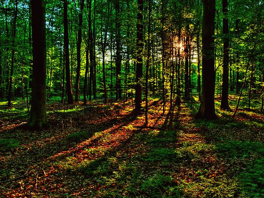 click to free download the wallpaper--Beautiful Landscape of Nature, the Last Rays of Sunshine, Breaking Through Thick Green Trees