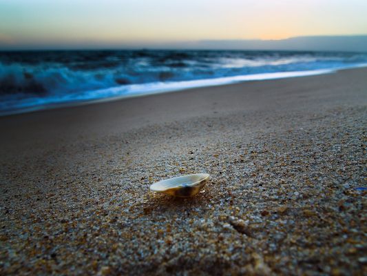 click to free download the wallpaper--Beautiful Landscape of the Beach, a Shell Falling on the Sand, Won't Leave Its Motherland