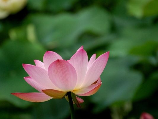 click to free download the wallpaper--Beautiful Landscape with Flowers, Pink Lotus on Green Background, Great Look