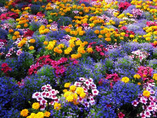 click to free download the wallpaper--Beautiful Landscape with Flowers, Various Colorful Flowers in the Garden, a Wonderful Place