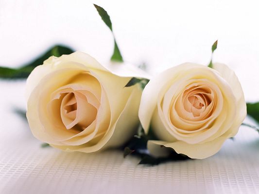 click to free download the wallpaper--Beautiful Landscape with Flowers, a Pair of White Roses, Pure and Romantic Love