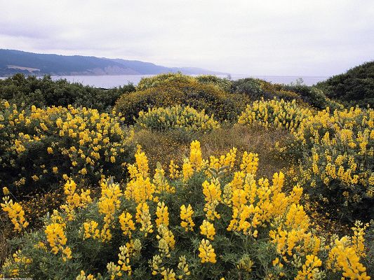 click to free download the wallpaper--Beautiful Natural Landscape Image, Yellow Flowers, the Peaceful Sea, Good Growth
