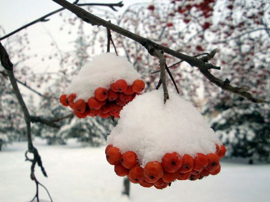 click to free download the wallpaper--Beautiful Natural Scenery, Red Ashberry is Covered with Snow, They Fit Each Other Well