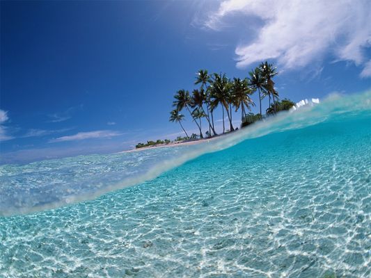 click to free download the wallpaper--Beautiful Photo of Nature Landscape, Palm Trees in the Clear Sea, the Blue Sky, Incredible Look