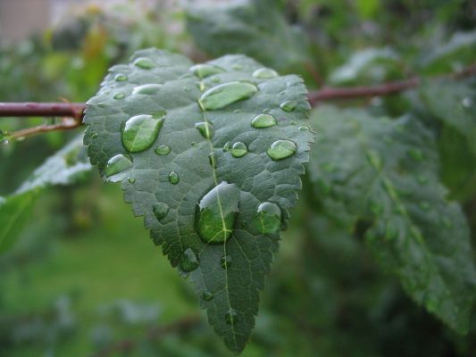 click to free download the wallpaper--Beautiful Pic of Nature Landscape, Green Leaves, Waterdrops on, Fresh and Clean Scene
