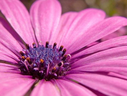 click to free download the wallpaper--Beautiful Pic of Nature Landscape, a Pink Flower in Bloom, Purple Stamen