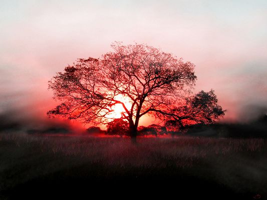 Beautiful Pics of Nature Landscape, the Red Setting Sun, a Tall and Prosperous Tree
